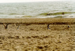 gulls above the beach